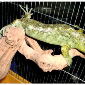Prehensile-tailed Skink