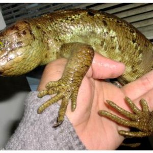 Prehensile-tailed Skink