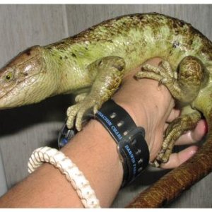 Prehensile-tailed Skink