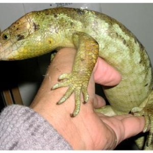 Prehensile-tailed Skink