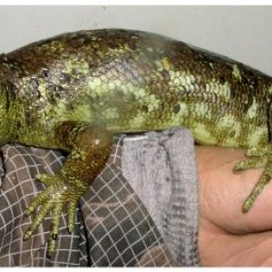 Prehensile-tailed Skink
