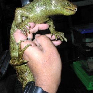 Prehensile-tailed Skink