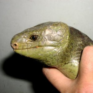 Prehensile-tailed Skink