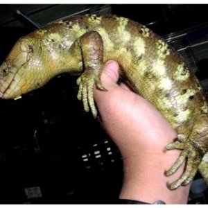 Prehensile-tailed Skink