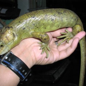 Prehensile-tailed Skink
