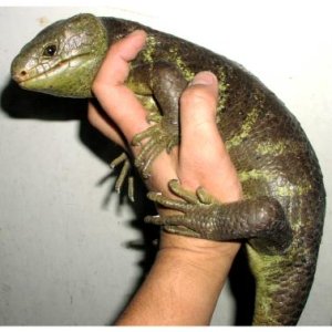 Prehensile-tailed Skink