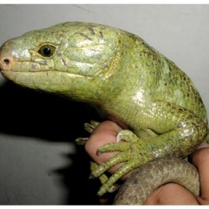 Prehensile-tailed Skink