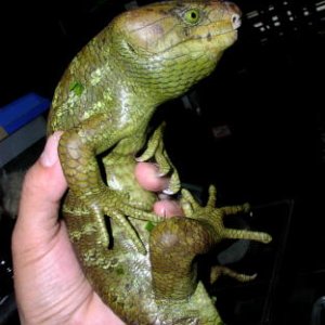 Prehensile-tailed Skink