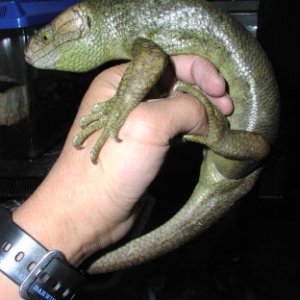 Prehensile-tailed Skink