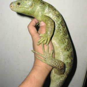 Prehensile-tailed Skink