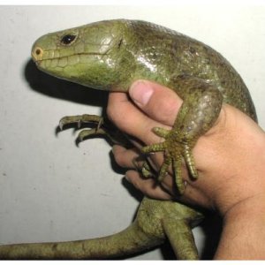 Prehensile-tailed Skink