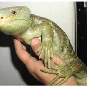 Prehensile-tailed Skink