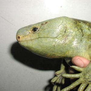 Prehensile-tailed Skink