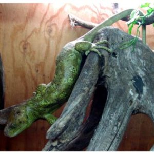 Prehensile-tailed Skink