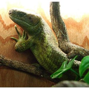 Prehensile-tailed Skink