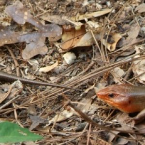 Pair of skinks