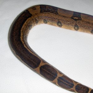Female Stripe