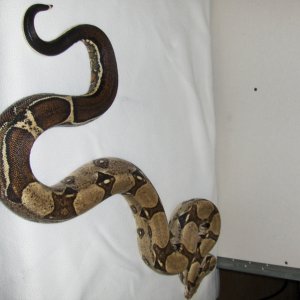 Male Stripe