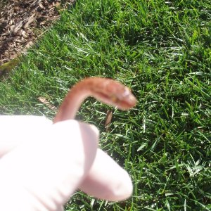 Picture_026