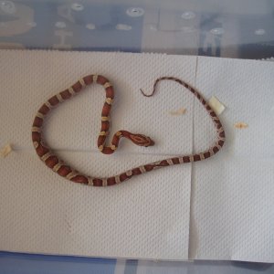 Picture_080