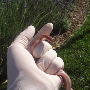 Picture_024