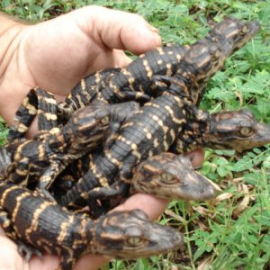 My_Alligator