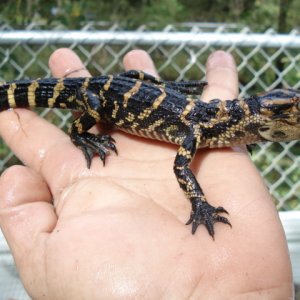 2962006wcgator