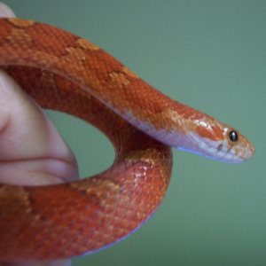 Pythios