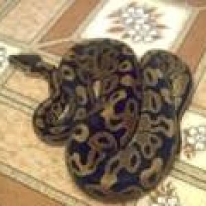 male 100% het for albino