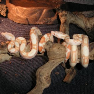 Abino Columbian Red Tail Boas