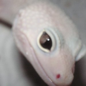 snake eye
