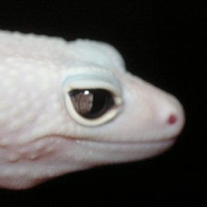 snake eye2