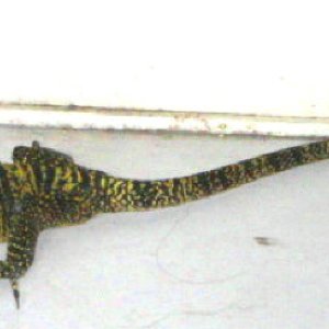Gray's Monitor