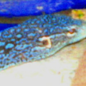 Blue Tree Monitor