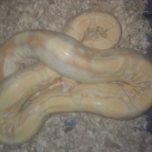 GRAVID LADDERTAIL