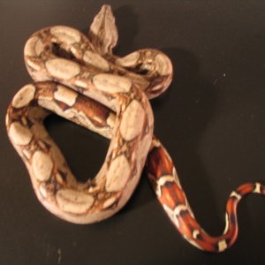 100% HET CORAL ALBINO