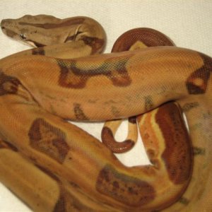 Salmon Hypo