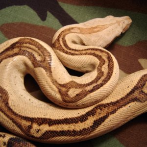 Aberrant Normal Male Boa