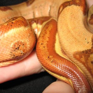 Salmon Hypo tail