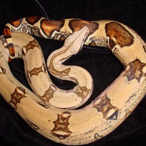 Pastel female