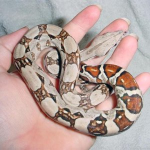 Female Pastel