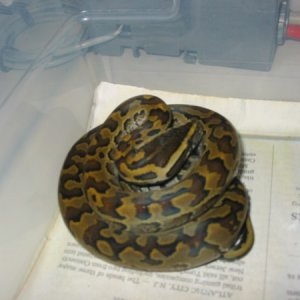 Rock Male (post shed)