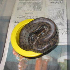Rock Male (In shed)