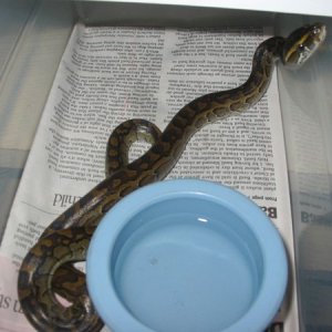 Rock Female 3-2