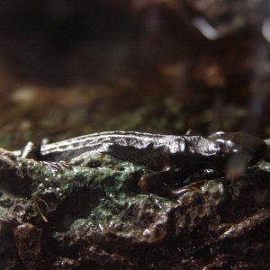 Japanese Fire Belly Newt