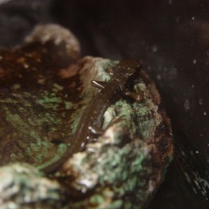 Japanese Fire Belly Newt 02