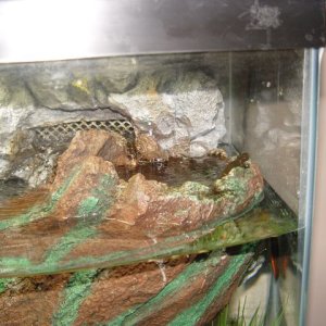 Japanese Fire Belly Newt 03