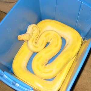 Albino Green Male (new)