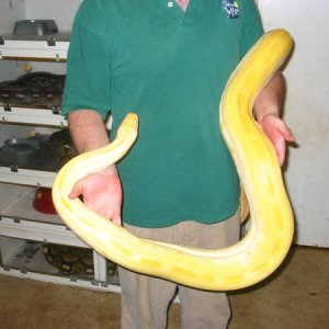 Albino Green Male (new 3)