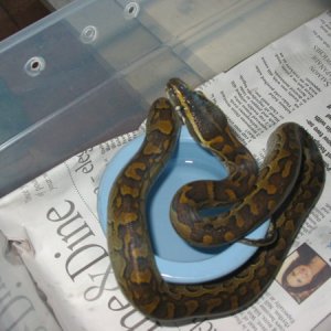 Rock Female 3-3